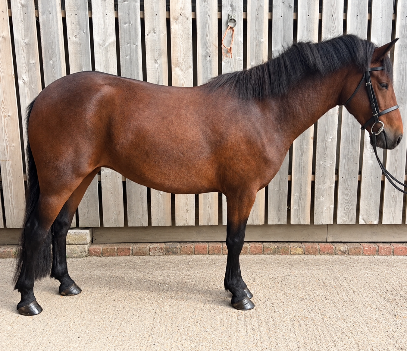 MAEVE – 4yo | Approx. 14hh | All-Rounder
